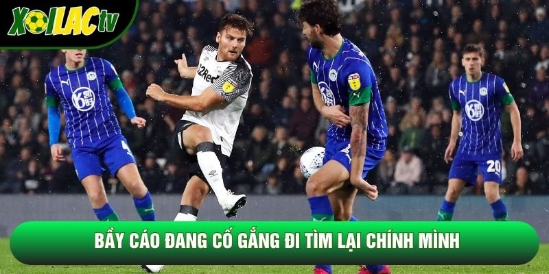 Bầy cáo đang cố gắng đi tìm lại chính mình Bầy cáo đang cố gắng đi tìm lại chính mình